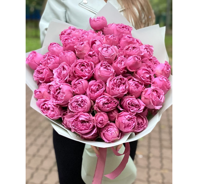 19 малинових кущових півоноподібних троянд  Мисти баблс