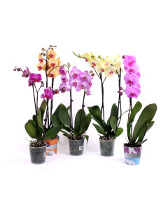 Орхідея у горшці