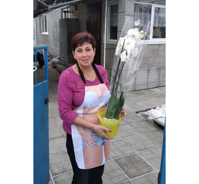 Орхідея у горшці