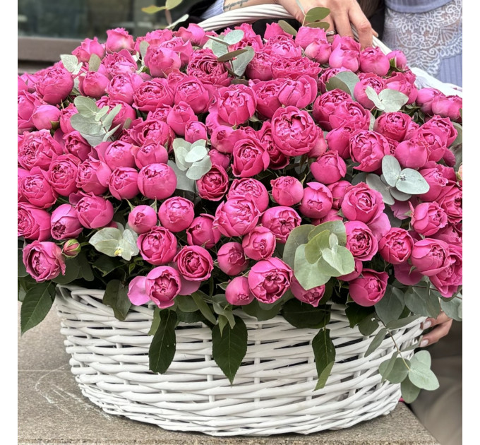 101 малинова кущова півоноподібна троянда у кошику