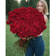 Букет зі 151 метрової червоної троянди