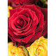 Букет червоних та жовтих троянд "Сонечко"