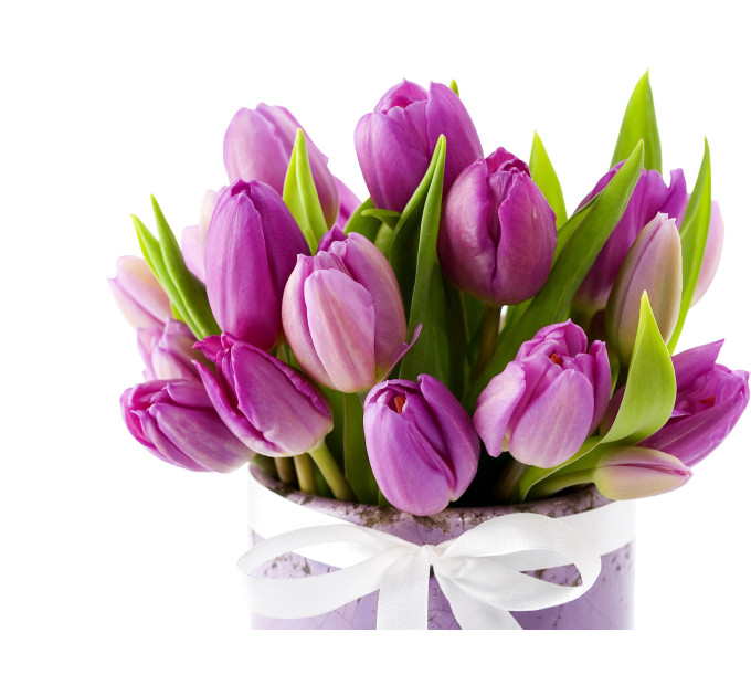 Фиолетові тюльпани