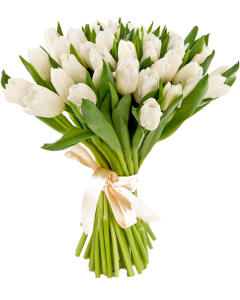Білі тюльпани
