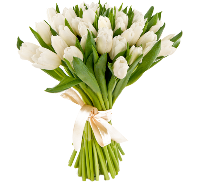 Білі тюльпани