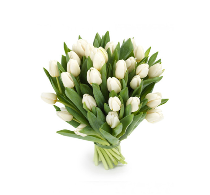 Білі тюльпани