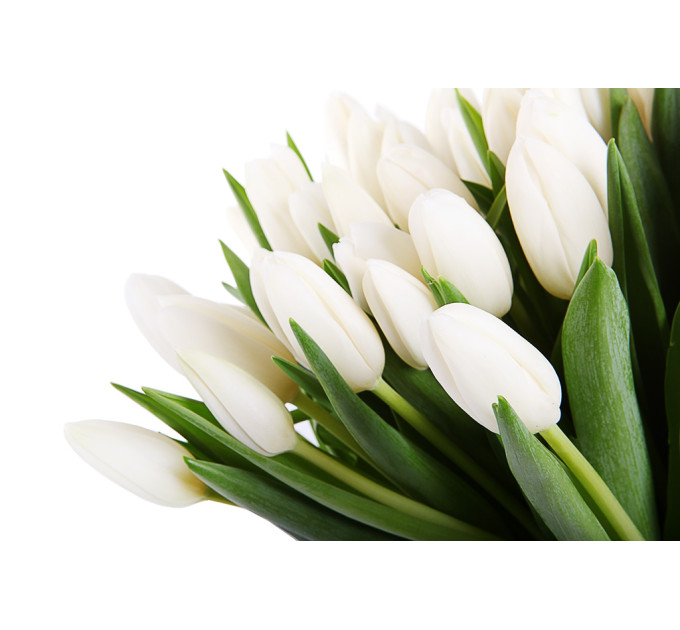 Білі тюльпани