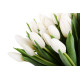 Білі тюльпани