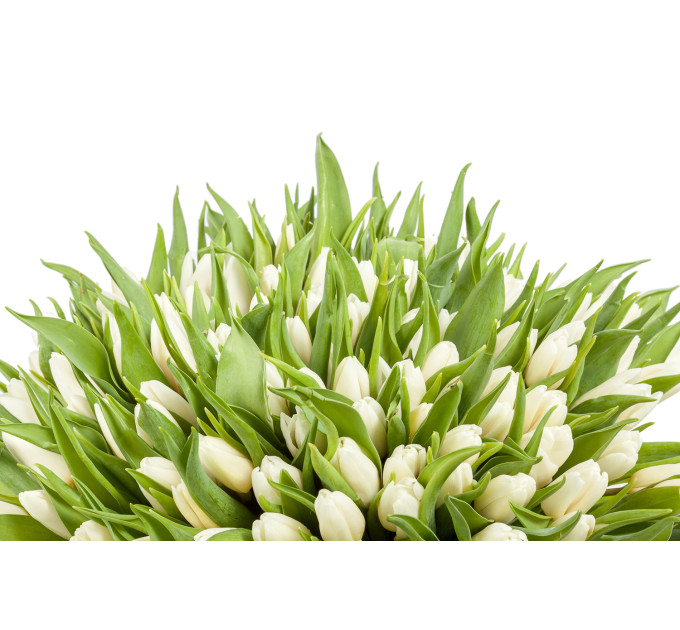 Білі тюльпани