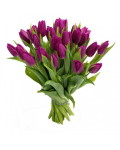 Фиолетові тюльпани