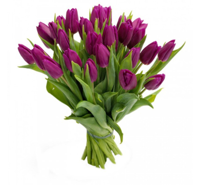 Фиолетові тюльпани Фиолетові тюльпани